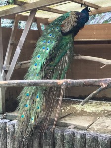 岡崎東公園⑨