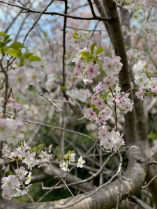 花見さくら