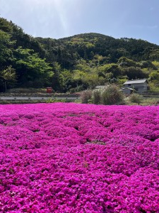 芝桜