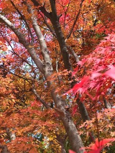 東山植物園⑦