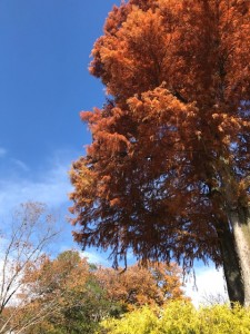 東山植物園⑫